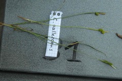 Carex pallescens