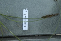 Carex paniculata