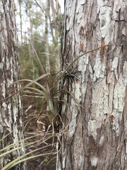Tillandsia balbisiana
