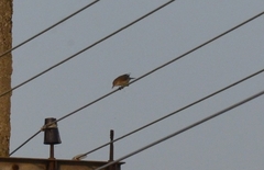 Acrocephalus stentoreus