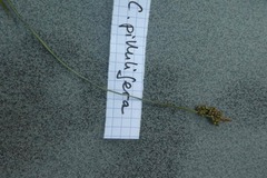 Carex pilulifera