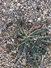 Mentzelia multiflora