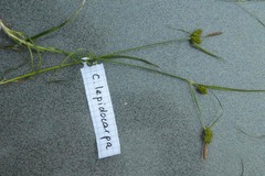 Carex lepidocarpa