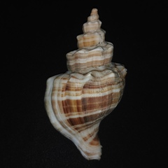 Neptunea cumingii