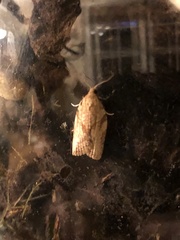 Epiphyas postvittana