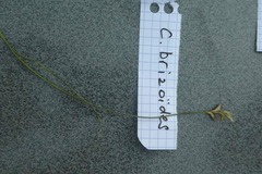 Carex brizoides