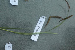 Carex flacca