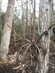 Tillandsia balbisiana