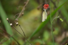 Eurema elathea