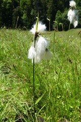 Eriophorum latifolium