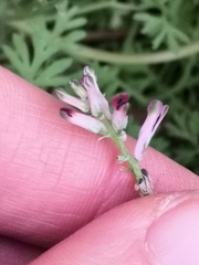 Fumaria officinalis