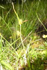 Carex lepidocarpa