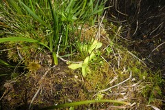 Pinguicula grandiflora