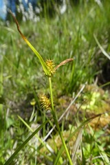 Carex lepidocarpa