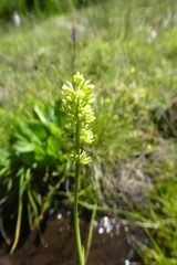 Tofieldia calyculata
