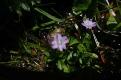 Epilobium alsinifolium