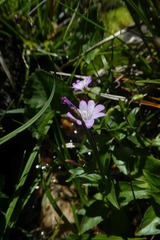 Epilobium alsinifolium