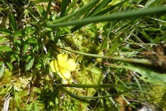 Potentilla erecta erecta