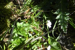 Epilobium alsinifolium