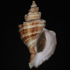 Neptunea cumingii