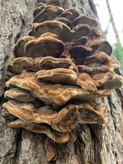 Inonotus