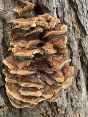 Inonotus