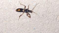 Rasahus hamatus