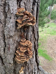Inonotus