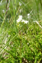 Galium uliginosum