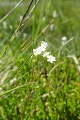 Galium uliginosum