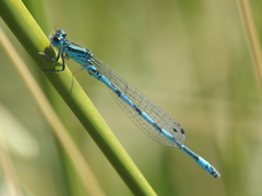 Coenagrion mercuriale