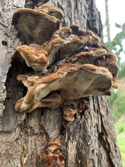 Inonotus