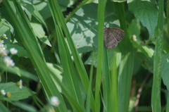 Hermeuptychia hermes