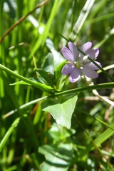 Epilobium alsinifolium