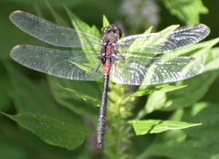 Leucorrhinia proxima