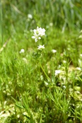 Galium uliginosum