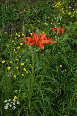 Lilium pensylvanicum