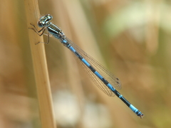 Coenagrion mercuriale