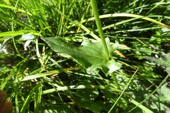 Rumex arifolius