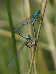 Coenagrion mercuriale