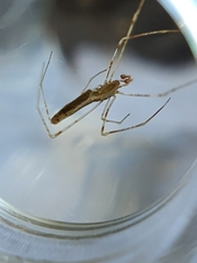 Rhomphaea nasica