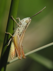 Euchorthippus