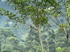 Elaenia flavogaster