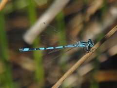 Coenagrion mercuriale