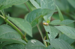 Chauliognathus flavipes