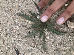 Eulobus californicus