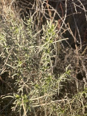 Ericameria linearifolia