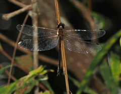 Austrophya mystica