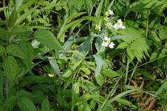 Armoracia sisymbrioides