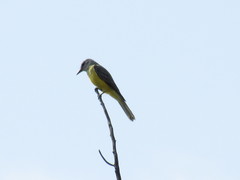 Tyrannus